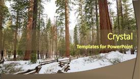  Presentation with season - Slide deck enhanced with sequoias forest in summer season background and a tawny brown colored foreground