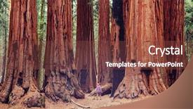  Presentation with season - Amazing presentation having sequoias forest in summer season backdrop and a  colored foreground