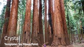  Presentation with season - Colorful PPT theme enhanced with sequoias-forest-in-summer-season backdrop and a tawny brown colored foreground