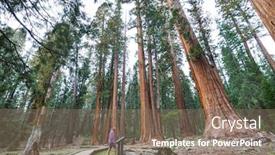  Presentation with season - Audience pleasing PPT theme consisting of sequoias-forest-in-summer-season backdrop and a coral colored foreground