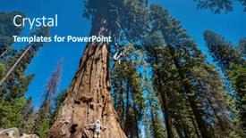  Presentation with season - Audience pleasing slide deck consisting of sequoias-forest-in-summer-season backdrop and a ocean colored foreground