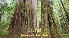  Presentation with season - PPT theme having sequoias-forest-in-summer-season background and a tawny brown colored foreground