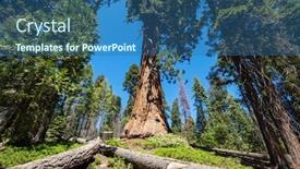  Presentation with season - Audience pleasing presentation consisting of sequoias-forest-in-summer-season backdrop and a ocean colored foreground