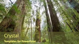  Presentation with forest - Beautiful PPT layouts featuring sequoias-forest-in-summer-season backdrop and a tawny brown colored foreground