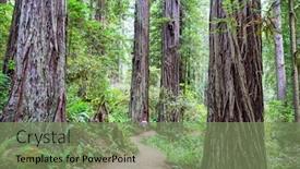  Presentation with season - Audience pleasing slide set consisting of sequoias-forest-in-summer-season backdrop and a seafoam green colored foreground