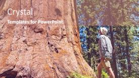  Presentation with murder forest - Amazing theme having sequoias-forest-in-summer-season backdrop and a coral colored foreground
