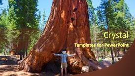  Presentation with season - Beautiful presentation theme featuring sequoias-forest-in-summer-season backdrop and a tawny brown colored foreground