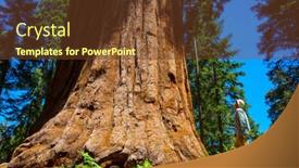  Presentation with season - Amazing PPT layouts having sequoias-forest-in-summer-season backdrop and a tawny brown colored foreground