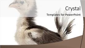  Presentation with bantam breed - Slides enhanced with serama malay ayam serama a bantam breed of chicken 3 weeks old in front of white background background and a white colored foreground