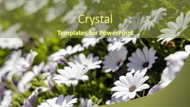  Presentation with serene - PPT layouts having serene-snapshot-of-a-chamomile background and a  colored foreground