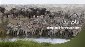  Presentation with serengeti africa - Colorful PPT theme enhanced with serengeti national park tanzania africa backdrop and a dark gray colored foreground
