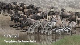  Presentation with serengeti africa - Presentation with serengeti national park tanzania africa background and a gray colored foreground