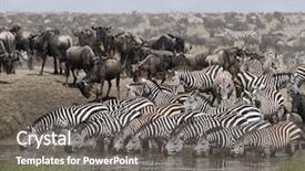  Presentation with serengeti africa - Slides consisting of serengeti national park tanzania africa background and a gray colored foreground