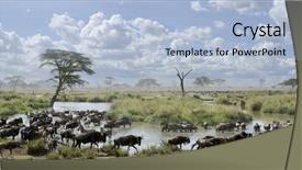  Presentation with serengeti africa - Cool new PPT layouts with river themes - herd of wildebeest and zebras backdrop and a light blue colored foreground
