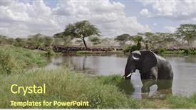  Presentation with serengeti africa - Presentation theme enhanced with elephant in river in serengeti background and a light gray colored foreground