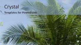  Presentation with serenity - Presentation design consisting of serenity shore coconut coast background and a light blue colored foreground