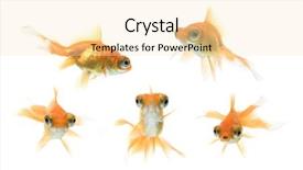  Presentation with goldfish - Slide deck consisting of series of demekin goldfish swimming background and a lemonade colored foreground