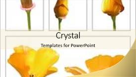  Presentation with poppy - Theme with series of five phots showing the opening of a californian poppy eschscholzia californica background and a blonde colored foreground