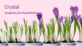  Presentation with bloom - Colorful slides enhanced with series of springtime crocus flowers backdrop and a pink colored foreground
