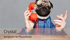  Presentation with man head in hands - PPT layouts featuring serious man with pug dog background and a soft green colored foreground