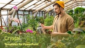  Presentation with plants - PPT theme featuring serious-young-bearded-worker background and a tawny brown colored foreground