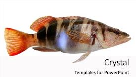  Presentation with fish - Slides featuring binary codes floating around a baby with a blue planet and a jigsaw piece background and a light gray colored foreground