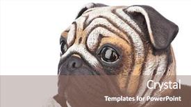  Presentation with butler - Colorful presentation design enhanced with servant lord - toy pug dog in butler backdrop and a coral colored foreground