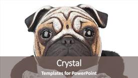  Presentation with butler - Beautiful PPT theme featuring servant lord - toy pug dog in butler backdrop and a gray colored foreground