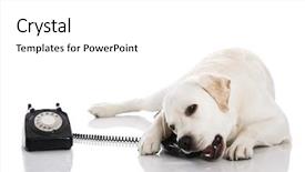  Presentation with service animal - Presentation design enhanced with service animal - beautiful labrador dog talking using background and a white colored foreground