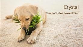  Presentation with cute christmas pug puppy dog - Presentation design enhanced with service animal - cute puppy chewing houseplant background and a lemonade colored foreground