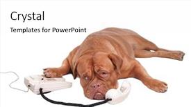  Presentation with service animal - Amazing slides having service animal - dogue de bordeaux talking backdrop and a  colored foreground