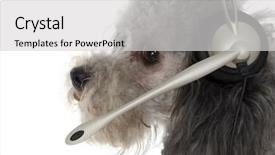  Presentation with poodle - Amazing slide set having service animal - silver toy poodle in head backdrop and a light gray colored foreground