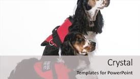  Presentation with service animal - PPT theme with service dogs - two english cocker background and a light gray colored foreground