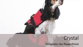 Presentation with service animal - Beautiful PPT layouts featuring service dogs - two english cocker backdrop and a light gray colored foreground