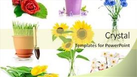  Presentation with set flowers tagetes patula - Presentation with set bouquet flowers in vase background and a blonde colored foreground