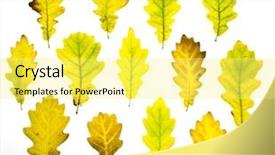  Presentation with oak - Slide deck enhanced with set colorful autumn oak leaves isolated on white background and a yellow colored foreground