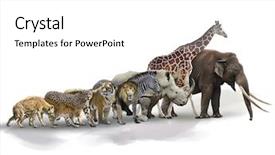  Presentation with cheetah - Amazing PPT theme having set of african animals backdrop and a white colored foreground