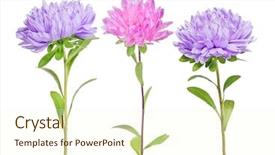  Presentation with set flowers tagetes patula - PPT theme having set of aster flowers isolated background and a  colored foreground