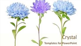  Presentation with white flowers - Amazing PPT theme having set of aster flowers isolated backdrop and a  colored foreground