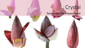  Presentation with banana - Theme enhanced with set of banana flower isolated background and a coral colored foreground