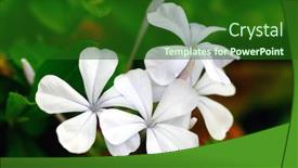  Presentation with set flowers tagetes patula - Presentation theme enhanced with set of beautiful white periwinkle background and a forest green colored foreground