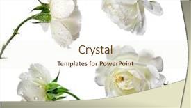  Presentation with white rose - Theme featuring set of beautiful white rose background and a cream colored foreground