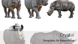  Presentation with black - PPT layouts consisting of set-of-black-rhinoceros-isolated background and a light gray colored foreground