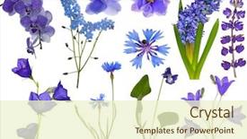  Presentation with blue flower - Beautiful presentation featuring set of blue flowers isolated backdrop and a cream colored foreground