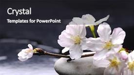  Presentation with sakura - Slide deck consisting of set of branch cherry sakura on stone background and a dark gray colored foreground