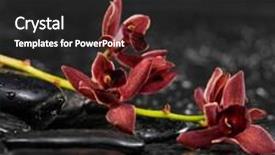  Presentation with orchid - Colorful slides enhanced with set of branch orchid with therapy stones backdrop and a dark gray colored foreground