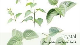  Presentation with green leaves - Colorful PPT layouts enhanced with set-of-branch-with-green backdrop and a soft green colored foreground