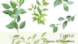  Presentation with green leaves - Presentation enhanced with set-of-branch-with-green background and a  colored foreground