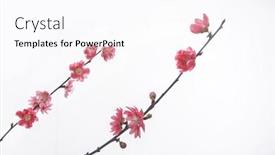  Presentation with sakura - Presentation with set of cherry blossom sakura on white background background and a pink colored foreground