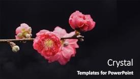  Presentation with cherry blossom - Presentation theme enhanced with set-of-cherry-blossom-sakura background and a black colored foreground